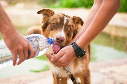 Golpe de calor en perros: Señales de alerta y soluciones
