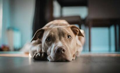 ¿Cuántas horas puede aguantar tu perro sin ti? Descúbrelo aquí