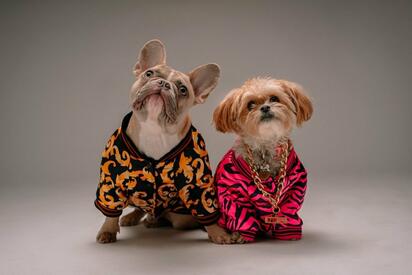 Las 4 mascotas más famosas en el 2025: Cultura e innovación