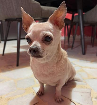 Se busca a Chiquis, perrita chihuahua desaparecida en la Zona Centro de Monclova