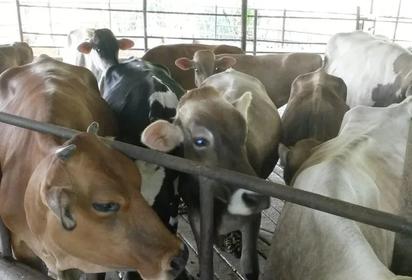 Coahuila exporta 400 cabezas de ganado a EE.UU. a través de Chihuahua