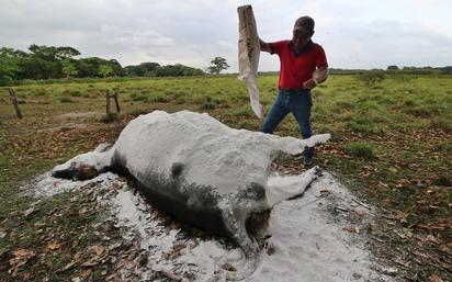 Ganaderos de Tabasco reportan pérdidas millonarias tras muerte de reses