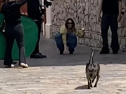 Belinda sorprende al interactuar con perritos callejeros durante grabación