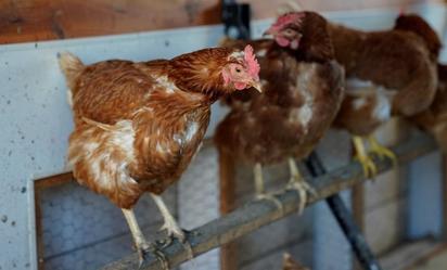 EEUU importa huevos de Turquía y Corea tras brote de gripe aviar