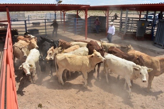 Ganado