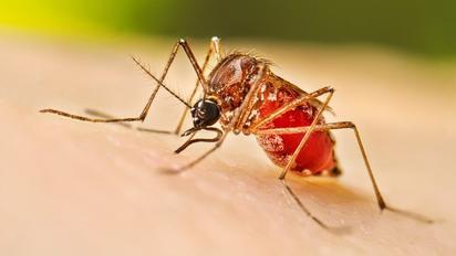 12 casos activos de dengue en Monclova, informa secretario de salud