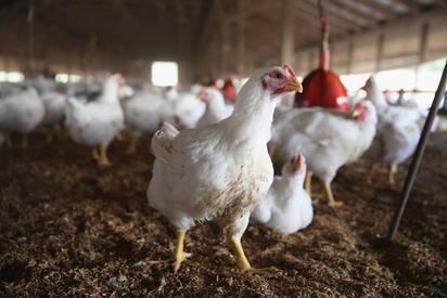 ¿Cómo se contagia la influenza aviar? Síntomas y riesgos del H5N1