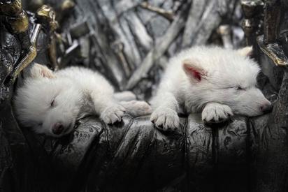 Fin de la extinción: Científicos reviven a lobos terribles usando ADN antiguo