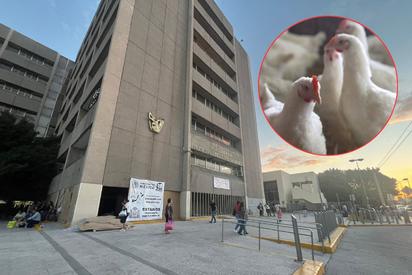Niña de 3 años en estado grave por influenza aviar en Coahuila