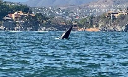 Rescatan a ballena jorobada y ballenato en bahía de Guerrero