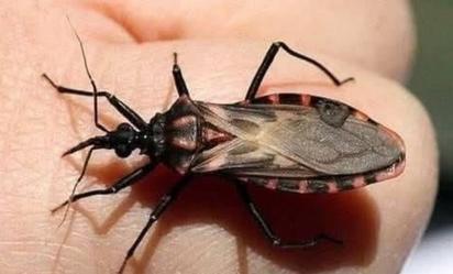 Yucatán enfrenta amenaza silenciosa por enfermedad de Chagas