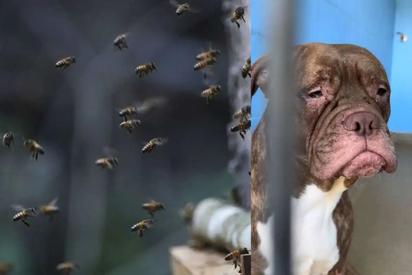 Perrito al que le picotearon las abejas muere, no resistió letales heridas 
