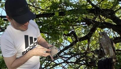 Águila sorprende a vecinos de Nueva Rosita al atacar a paloma en plena zona urbana de Sabinas, Coahuila.