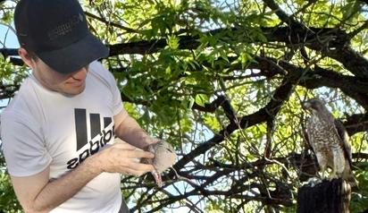 Águila aparece en zona urbana de Nueva Rosita y causa alarma