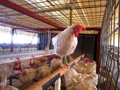 Detectan brote de influenza aviar en granja de Nuevo León