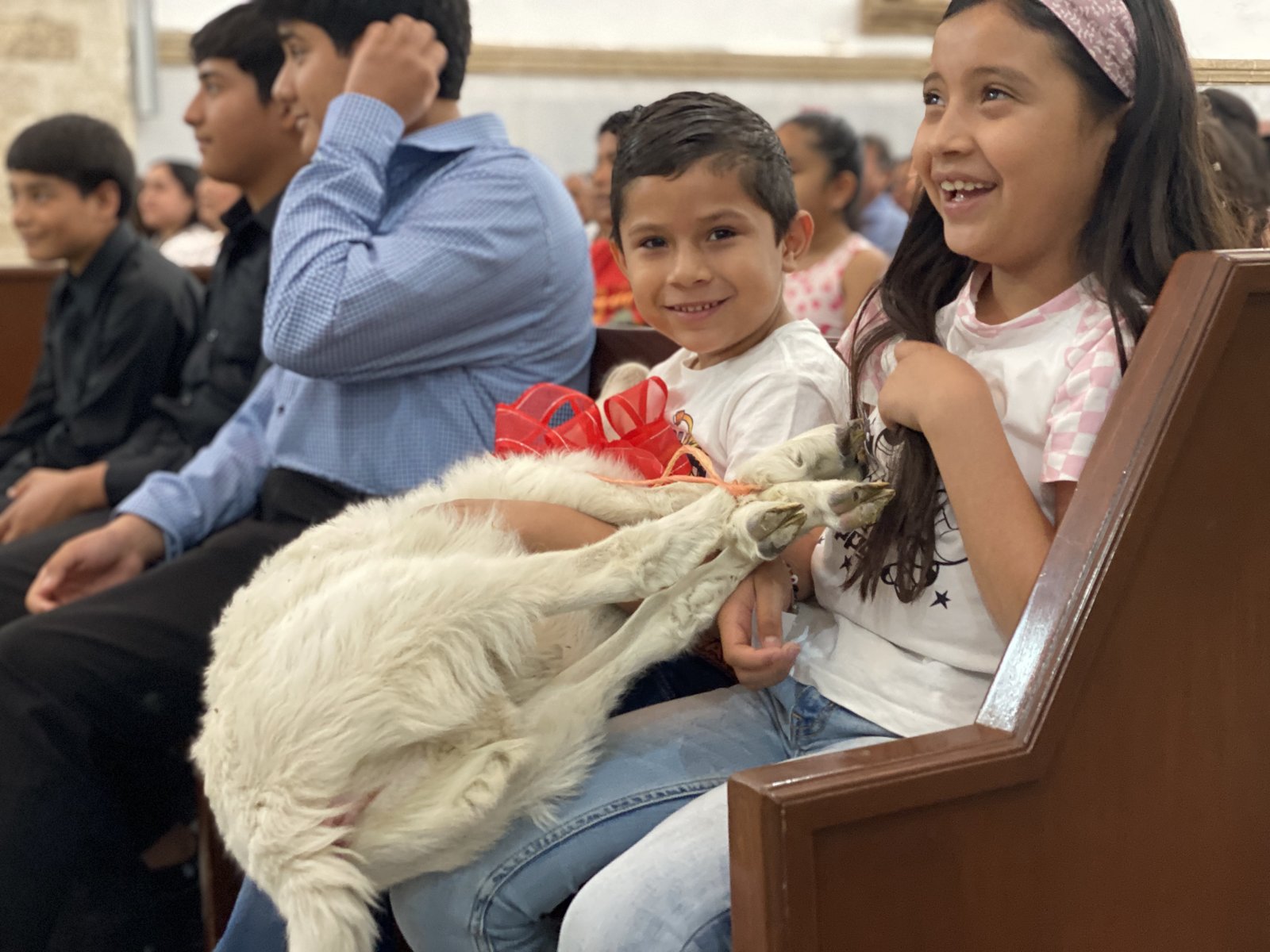 Borreguito es rifado en misa y niño se lleva la bendición