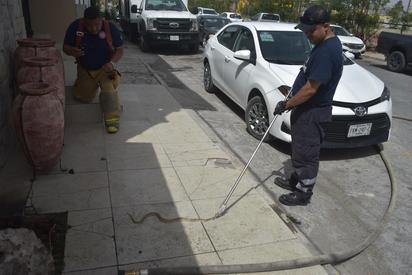 Víbora causa pánico en comensales de restaurante