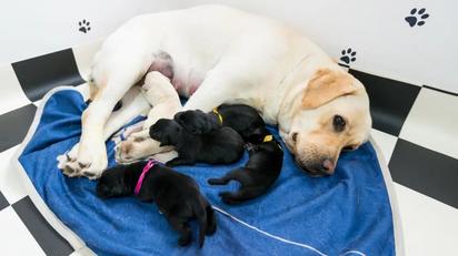 La reproducción forzada de animales es maltrato
