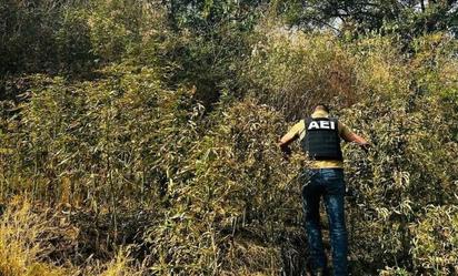 Destruyen plantío de marihuana en Chihuahua; incineran 1,800 plantas