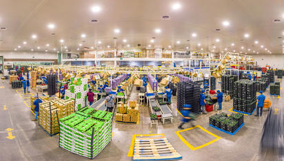 Arancel del 25% de EE.UU. pone en riesgo exportaciones mexicanas de aguacate y empleo nacional