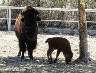 Nuevo habitante en el Ecoparque, nace búfalo americano y ya está en observación