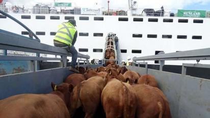 Acuña, la más próxima a reabrir exportación de ganado en norte del país