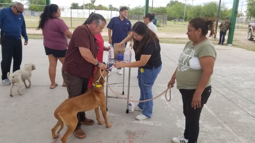 Vacunan a 350 mascotas en brigada de salud en Piedras Negras