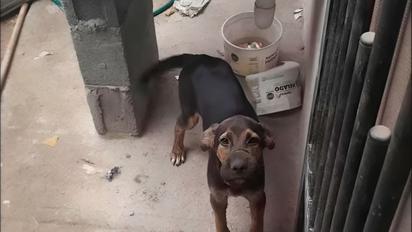 ‘No podía comer ni beber’: Rescatan a perro víctima de maltrato en Nuevo León
