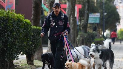 Cuida las patitas de tu perro: Así puedes proteger a tus mascotas en la época de calor