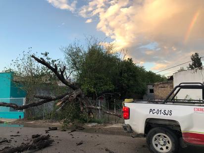 Árbol colapsa por vientos en Nueva Rosita; sin lesionados