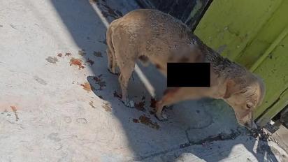 Atacan a perro con arma de fuego en ejido de Torreón