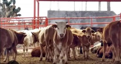 Hasta 8 mil cabezas de ganado quedan sin exportar en Coahuila al cierre de la frontera