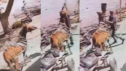 Coahuila actúa contra maltrato animal en 3 municipios