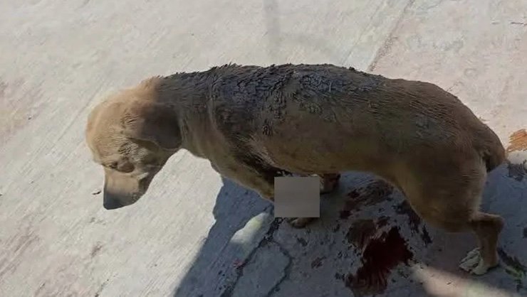 Maltrato animal
