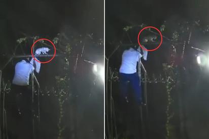 ¡Capturan gato 'narco'! Intentaba colar droga en prisión pegada a su cuerpo