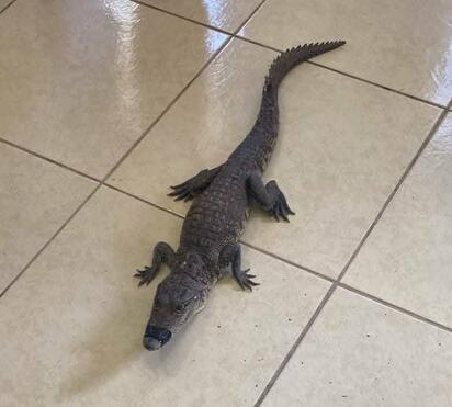 Cocodrilo rescatado en drenaje de Múzquiz llega al Ecoparque Monclova para su recuperación especializada