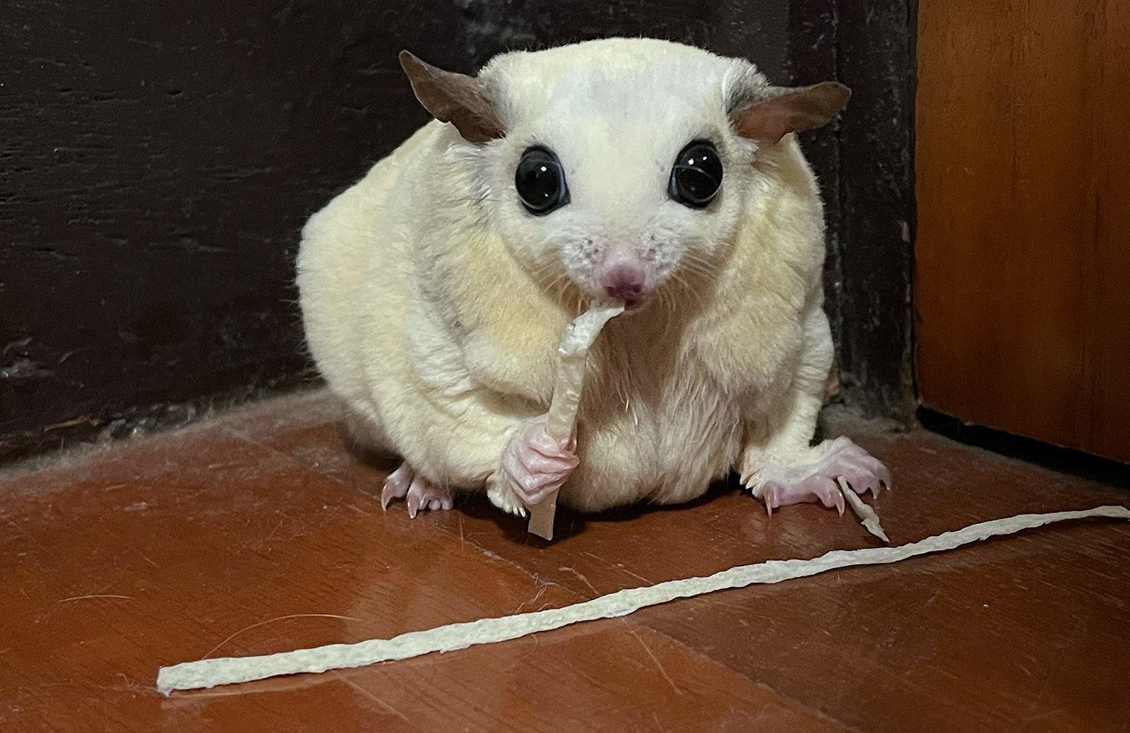 Mascotas