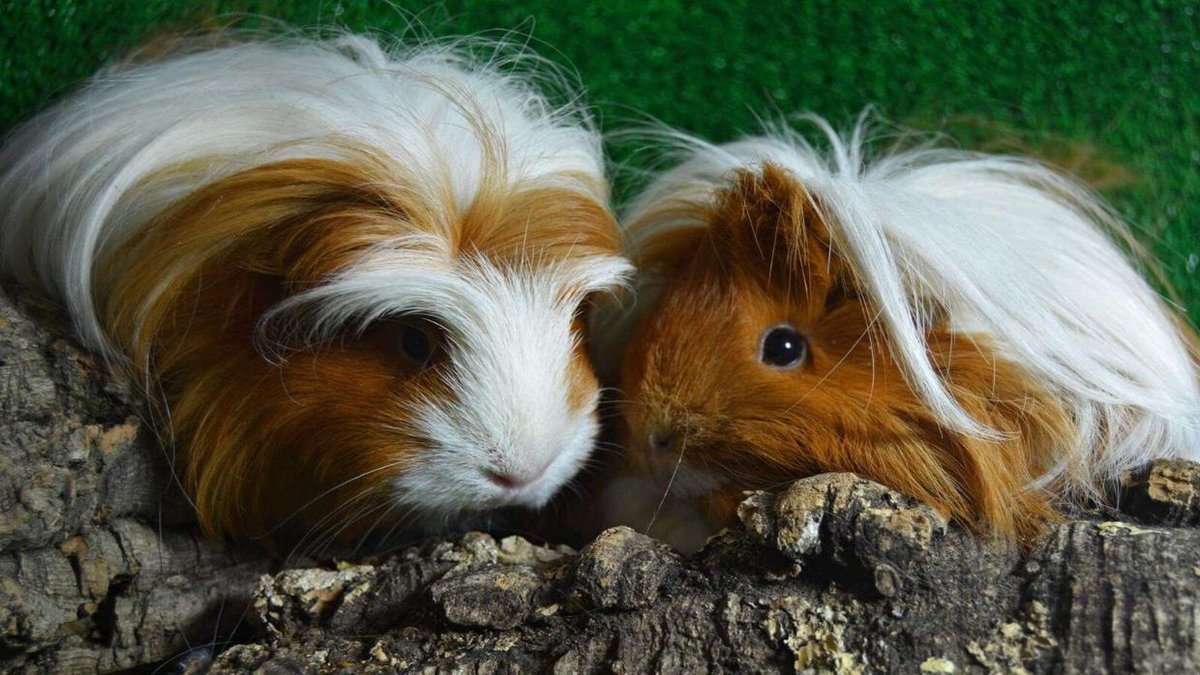Mascotas