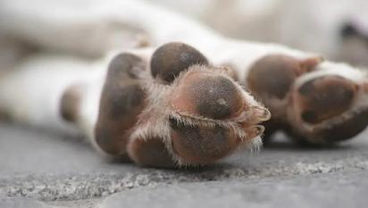 Crueldad animal en Tampico: Abandonan perro muerto como basura