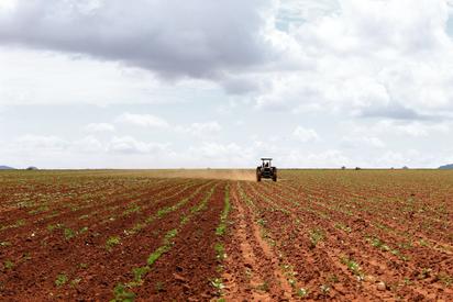 Las recientes lluvias benefician al sector agropecuario de Sabinas