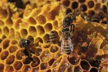 Día Mundial de las Abejas: La miel y su impacto en la gastronomía
