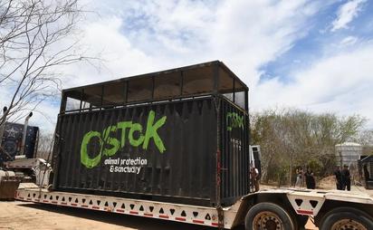 Santuario Ostok traslada elefantes a Mazatlán tras crisis de violencia