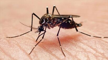 Monclova refuerza fumigación para frenar el dengue en colonias de riesgo