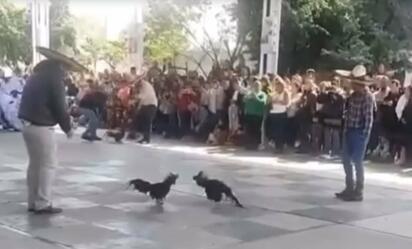 Polémica en primaria de Hidalgo por pelea de gallos