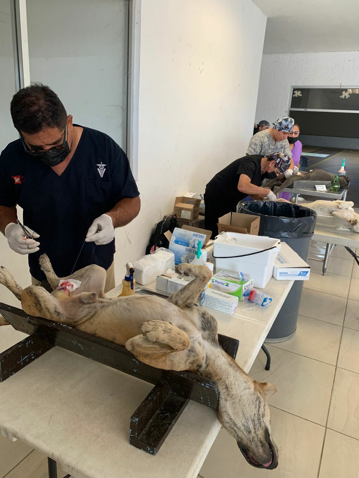 esterilización canina