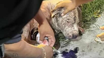 Perro es atacado con machete en Torreón; vecinos exigen justicia