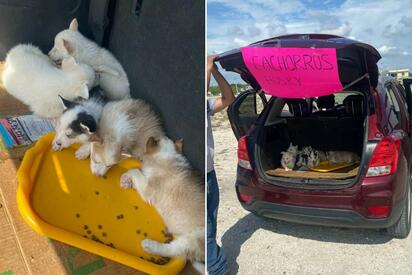 Rescatan a cachorros que eran comercializados de manera ilegal
