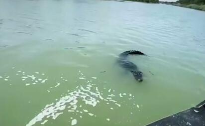Avistan cocodrilo de más de 4 metros en el río Bravo, cerca de Shelby Park
