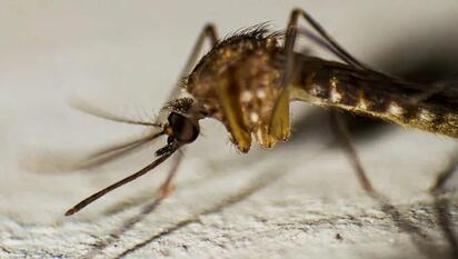 Sin vacuna y con repunte: así enfrenta México el brote de dengue