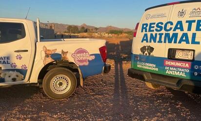 Investigan ataque con chapopote a cuatro perros en Chihuahua